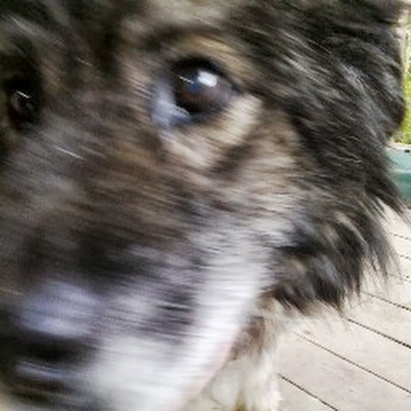 Meet your Posher, Patti - Picture 1 of 1